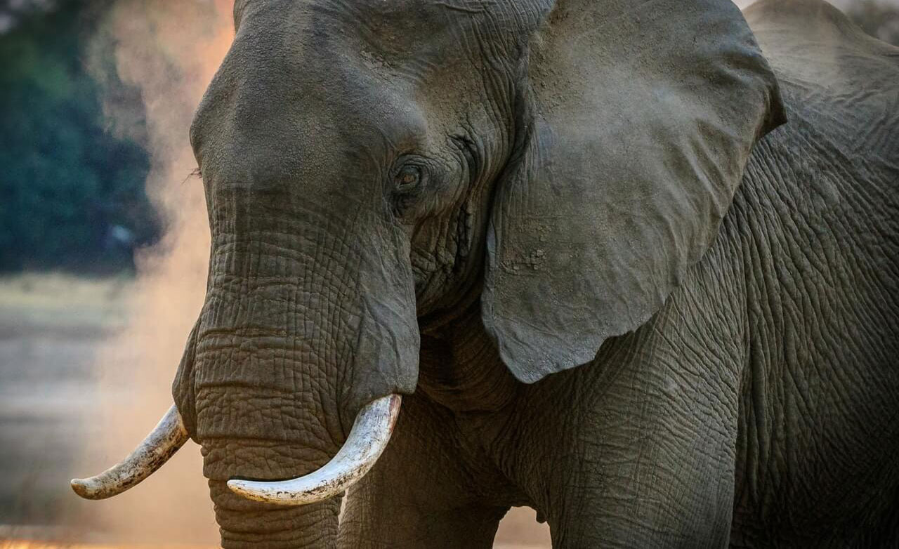 gray-elephant