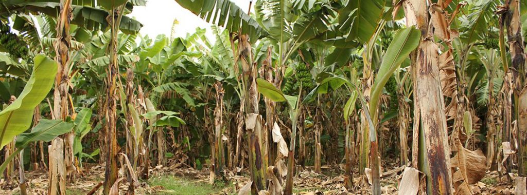 Climate change reduces Banana production,