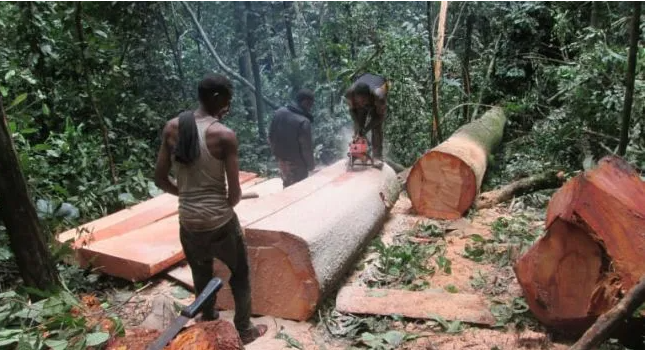 Chinese search for Apa and Bubinga fueling deforestation in Cross Rivers Forest
