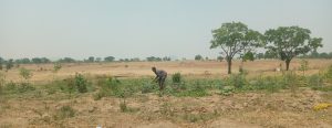 Vegetable farm impacted by climate change 