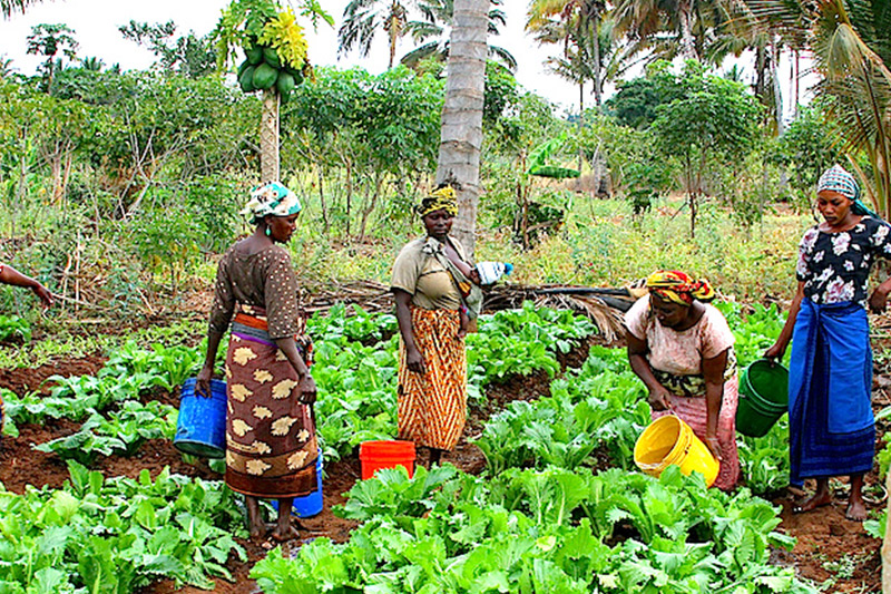 Subsidy removal hits women farmers, threatens food security