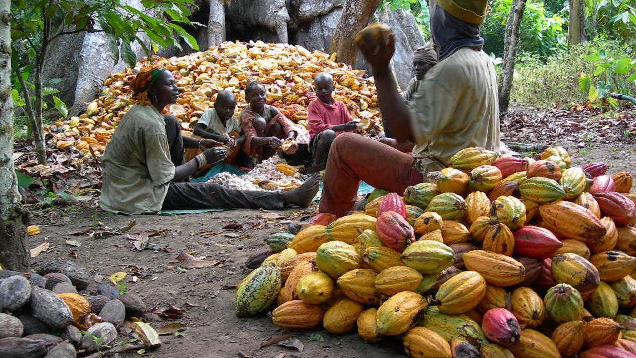 Climate Change worsens life for Cocoa farmers
